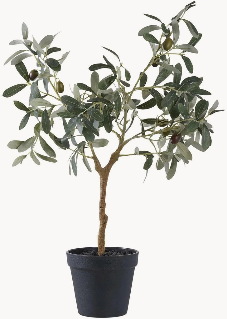 Rastlinná dekorácia Olive