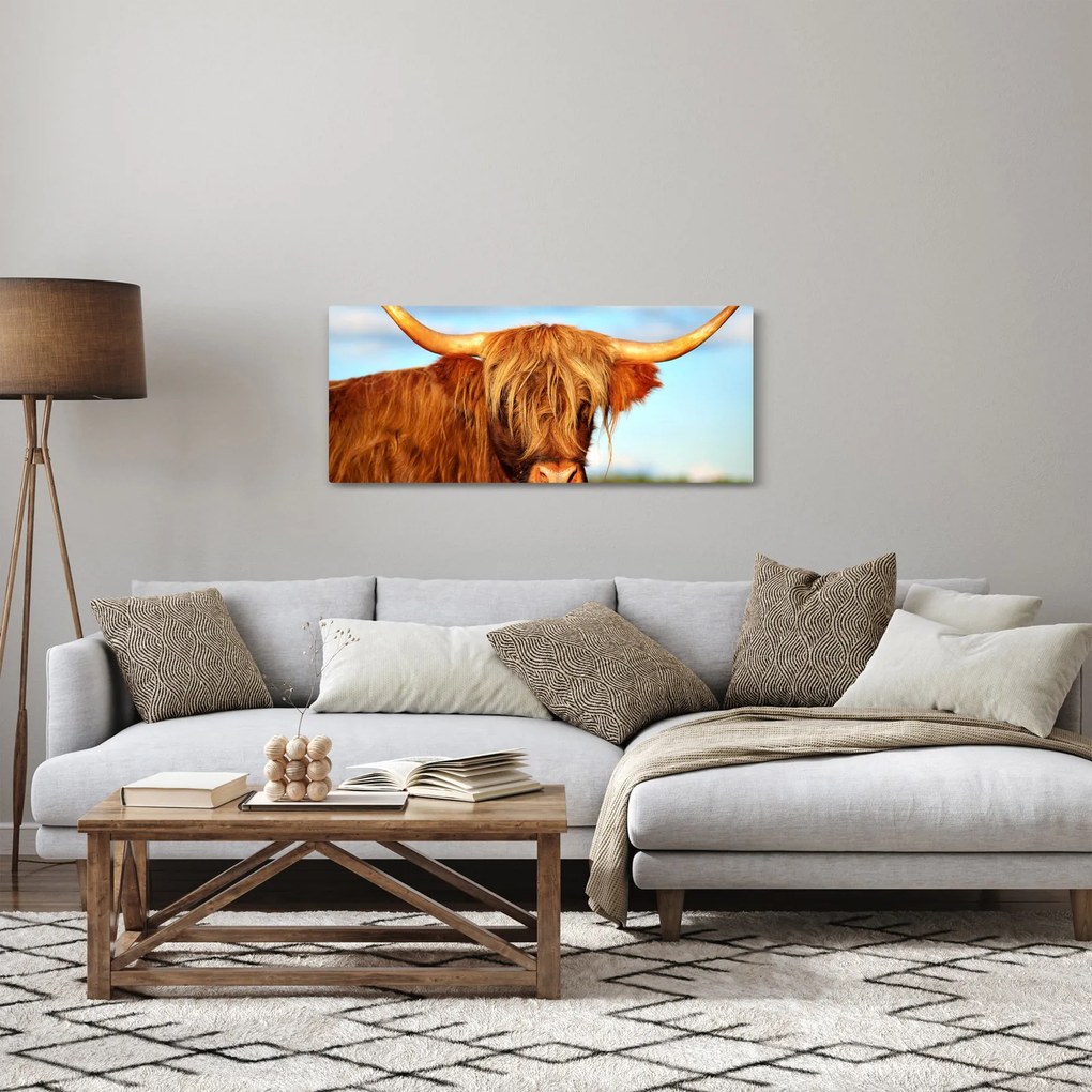 Obraz - Škótska krava (120x50 cm)