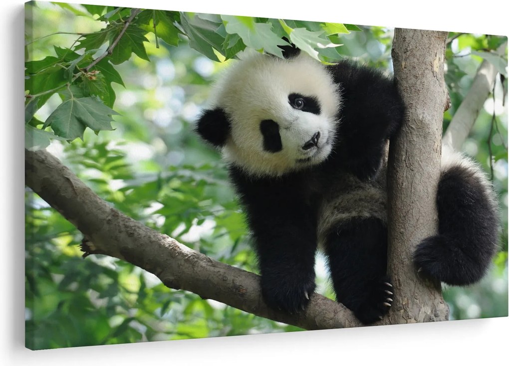 Obraz - Panda na strome (90x60 cm)
