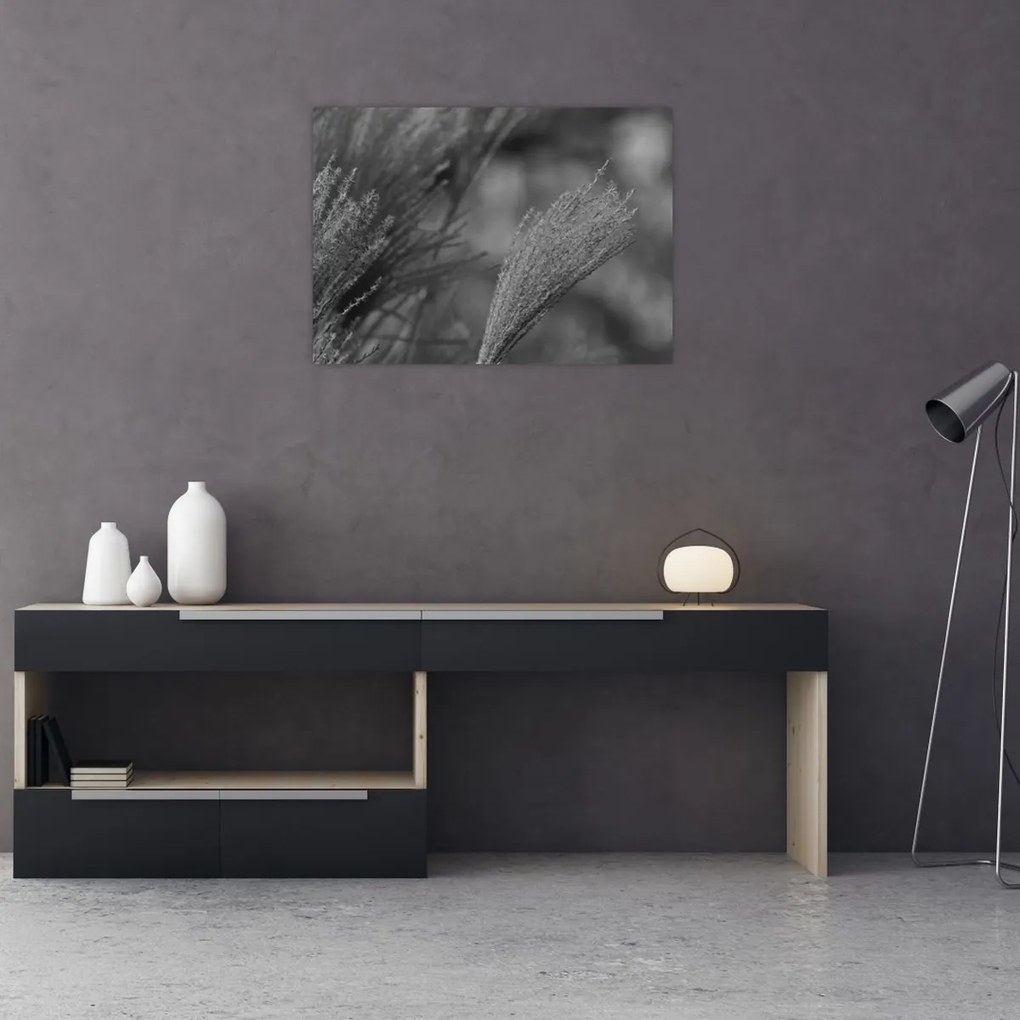 Obraz - Sušená pampová tráva (70x50 cm)
