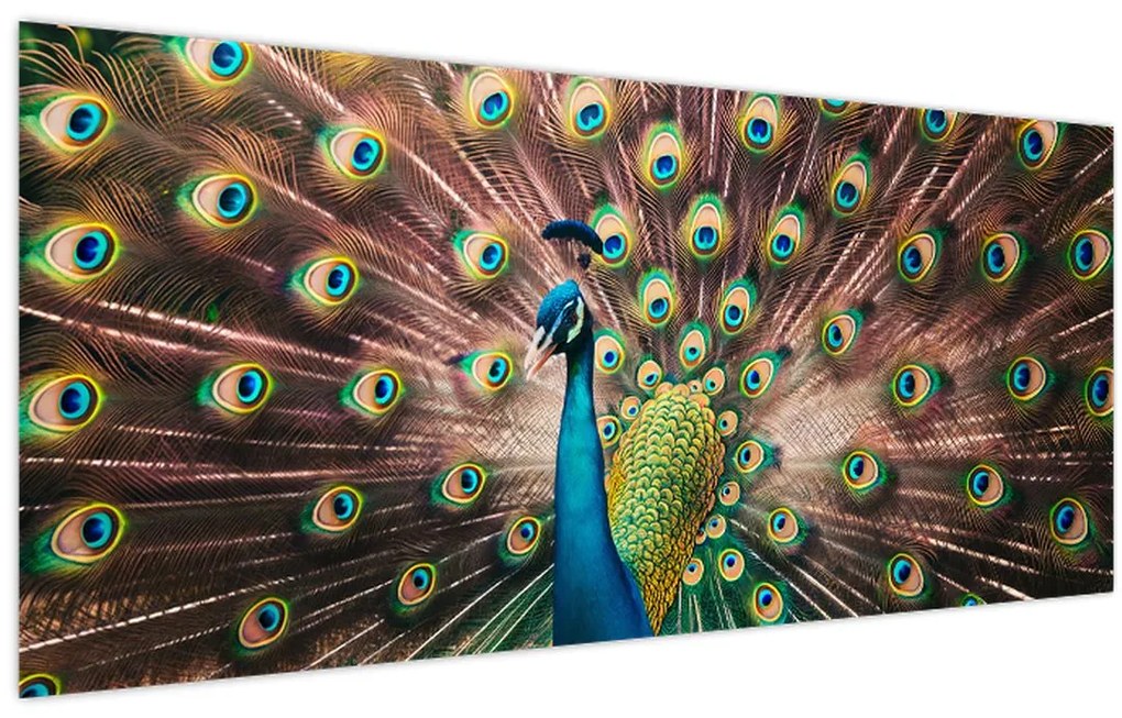 Obraz - Páv (120x50 cm)
