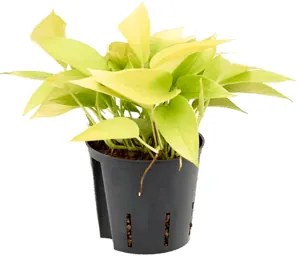 Scindapsus golden pothos hanger pots.13/12 v. 25 cm