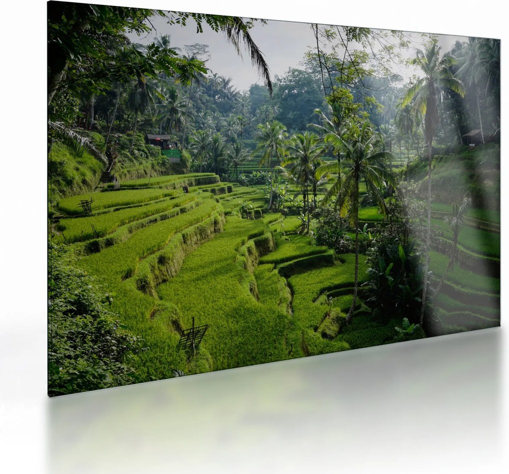 Sklenený obraz ryžových terás Tegalalang, Bali (70x50 cm)