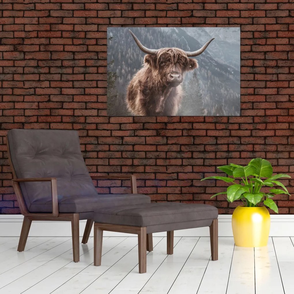 Obraz - Highlander krava (90x60 cm)