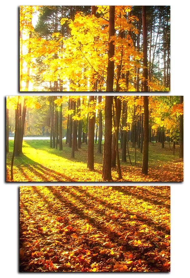 Obraz na plátne - Jesenný les - obdĺžnik 7176C (105x70 cm)