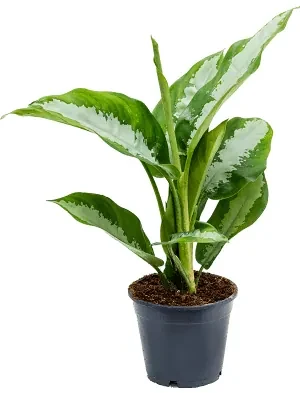 Aglaonema diamond bay 14x40 cm