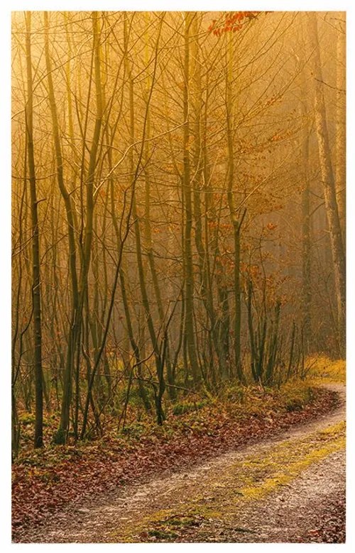 Plagát cestička do lesa - 20x30 silver