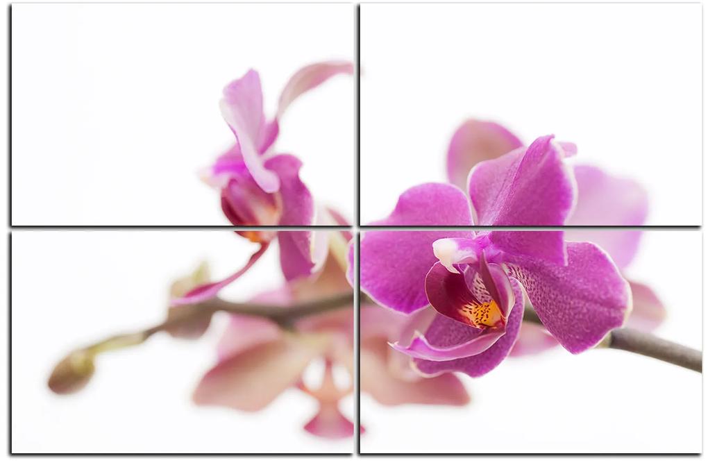 Obraz na plátne - Orchidea kvet izolovaná na bielom pozadí 1222E (120x80 cm)