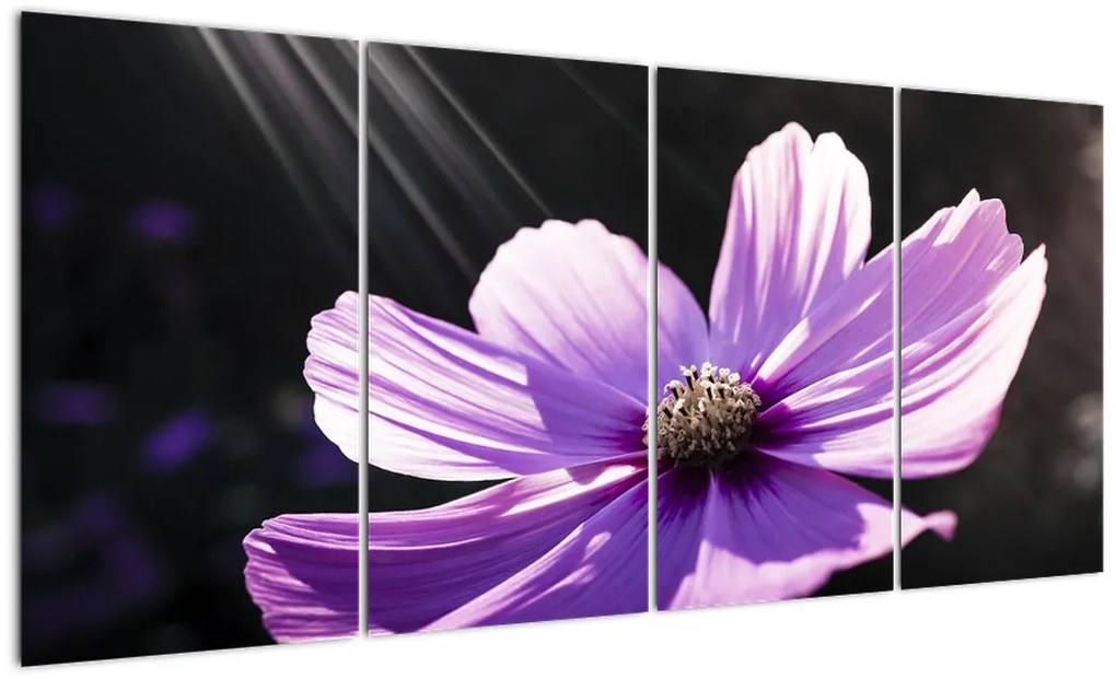 Obraz fialového kvetu
