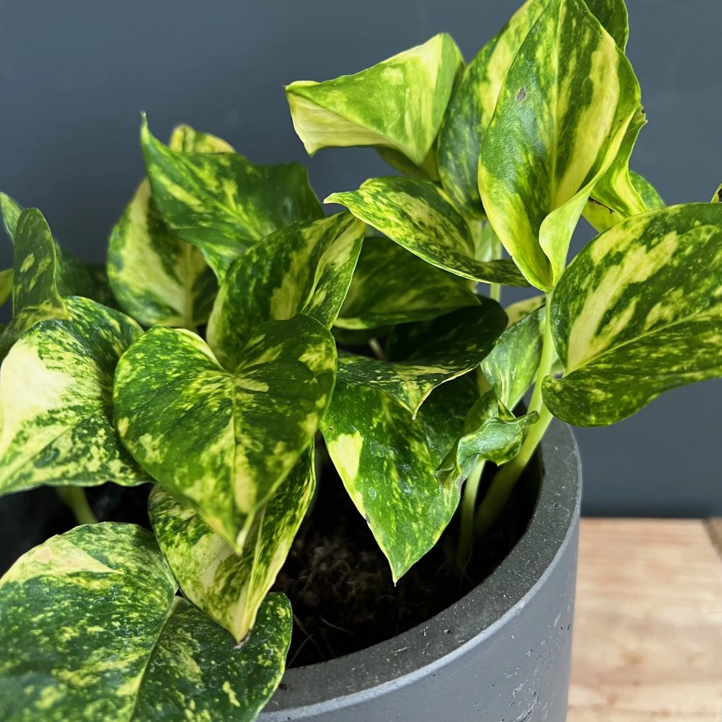 Epipremnum Pothos N-joy gold