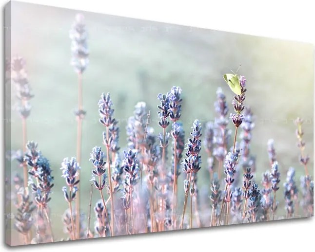 Obraz na stenu KVETY KV077E11 - 100x150 cm
