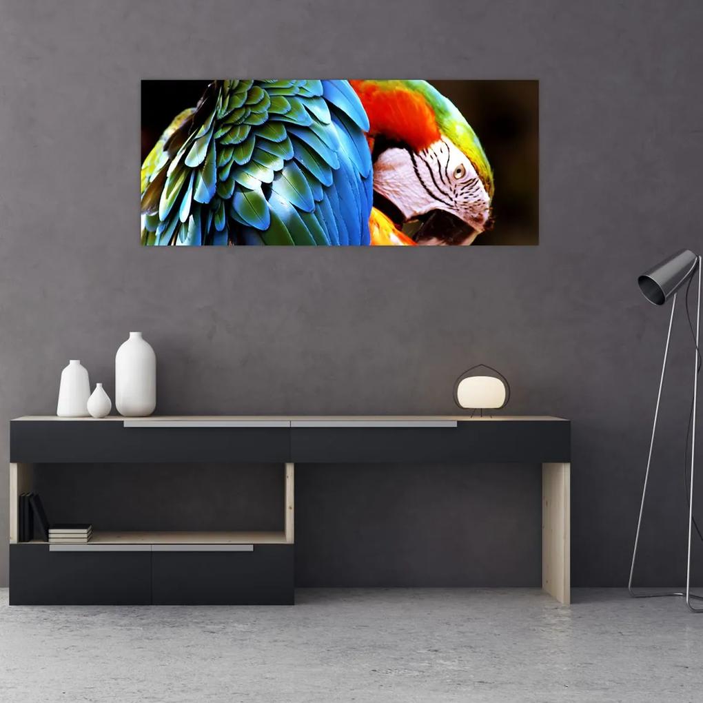 Obraz - Papagáj (120x50 cm)