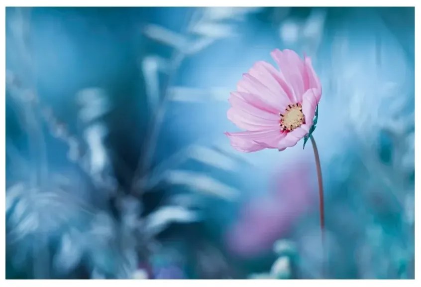 Magnetické obrazy Kvet v pastelových farbách