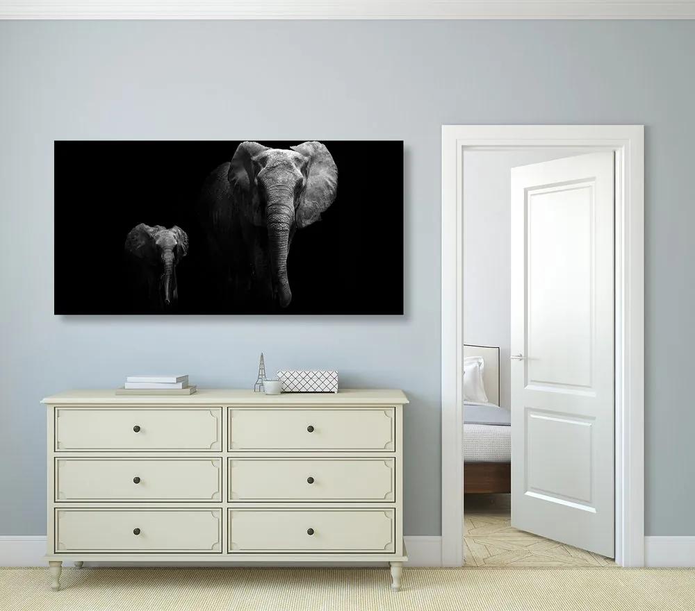 Obraz malý slon a slonica Varianta: 100x50