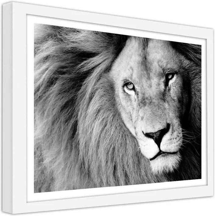 CARO Obraz v ráme - Lion 2 Biela 40x30 cm