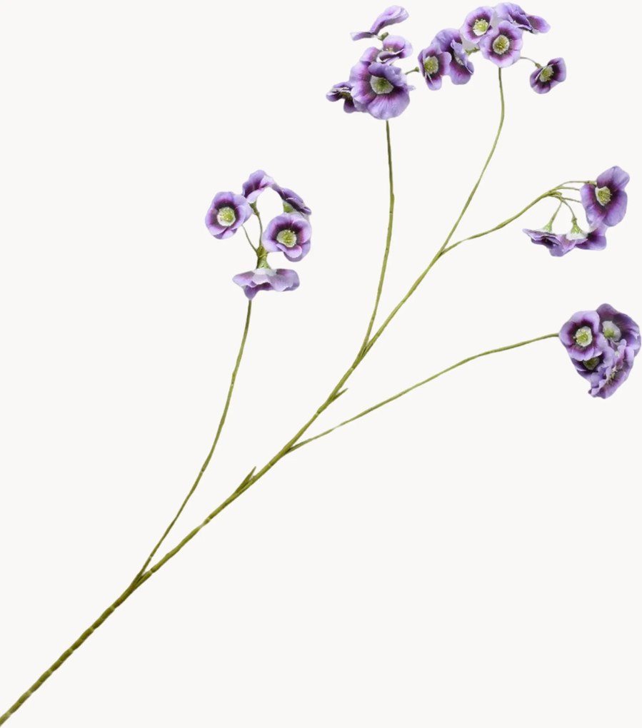 Rastlinná dekorácia Leucocoryne