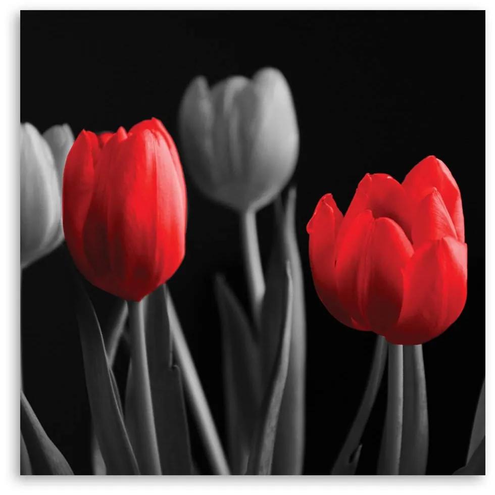 Gario Obraz na plátne Červené tulipány Rozmery: 30 x 30 cm