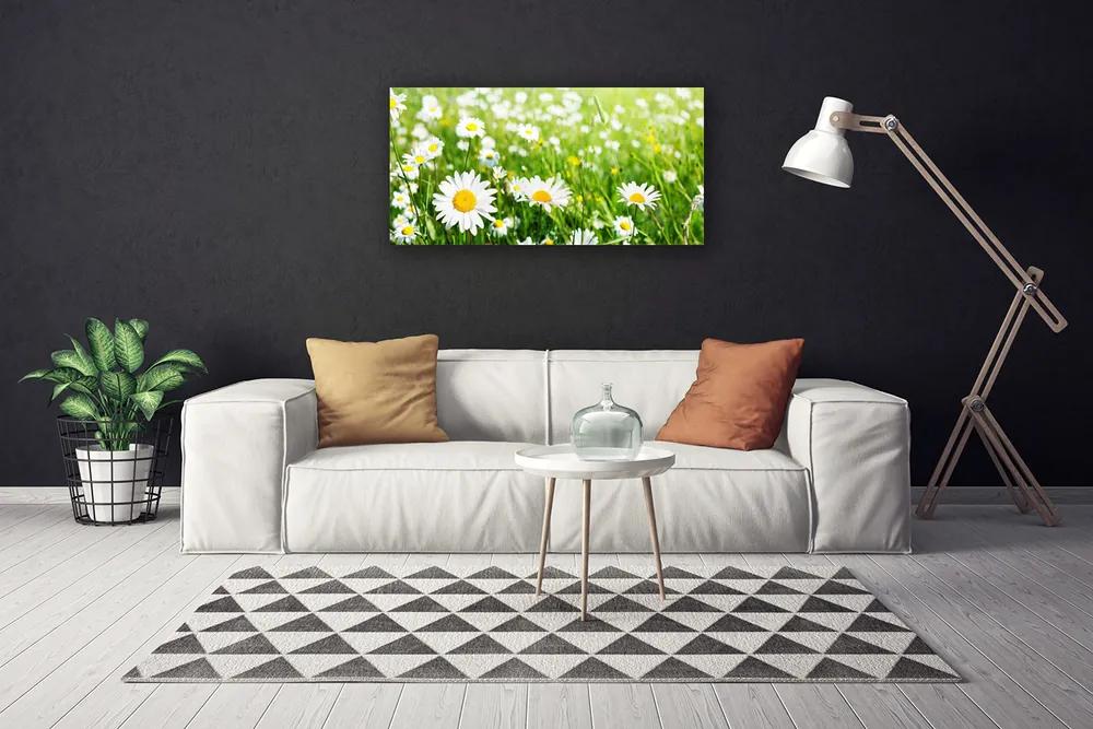 Obraz na plátne Sedmokráska kvet rastlina 120x60 cm