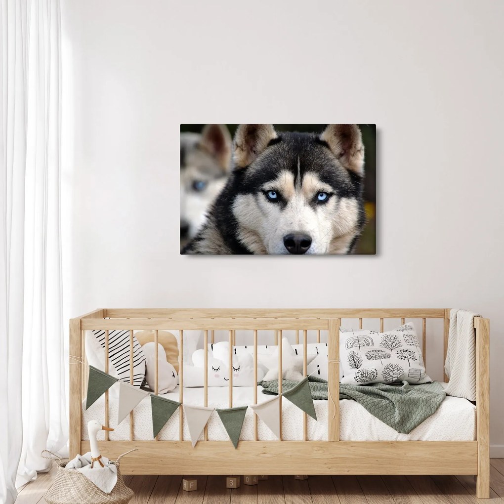 Obraz psa husky (90x60 cm)