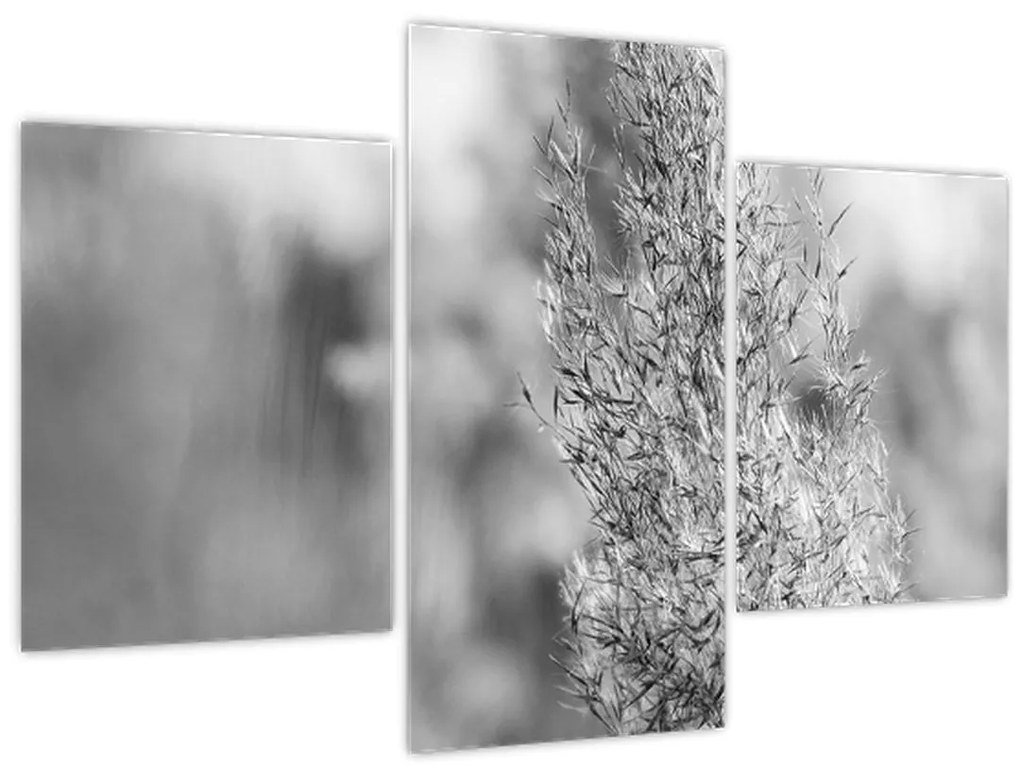 Obraz - Boho pampas grass (90x60 cm)