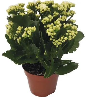 Kolopejka vďačná biela Kalanchoe blossfeldiana „Calandiva“ 20-25 cm Ø 12 cm kvetináč