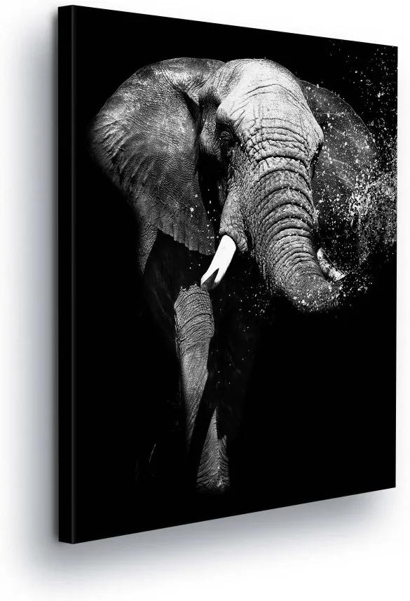 GLIX Obraz na plátne - Black and White Elephant 100x75 cm