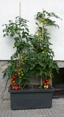 Samozavlažovací truhlík Berberis DUO, antracit, Plastia, 78 cm