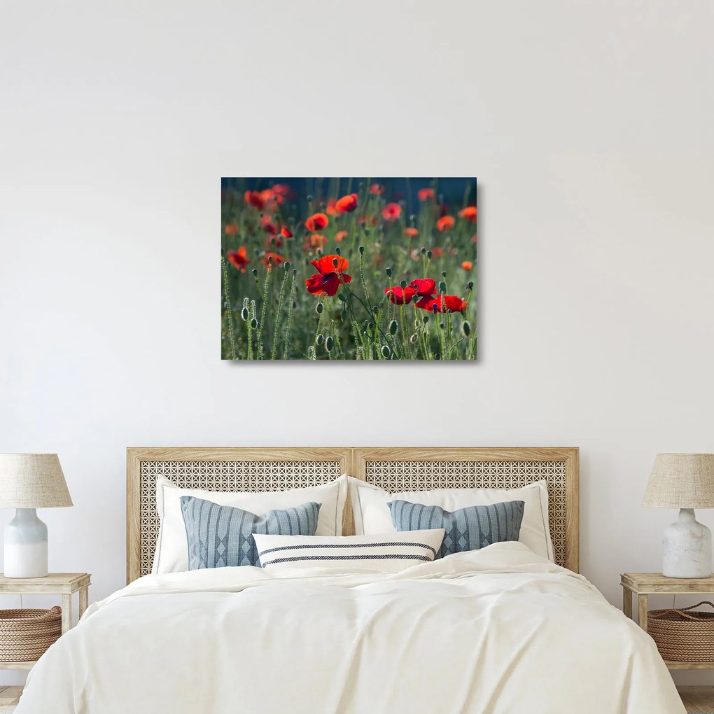 Sklenený obraz - Lúka s vlčími makmi (70x50 cm)