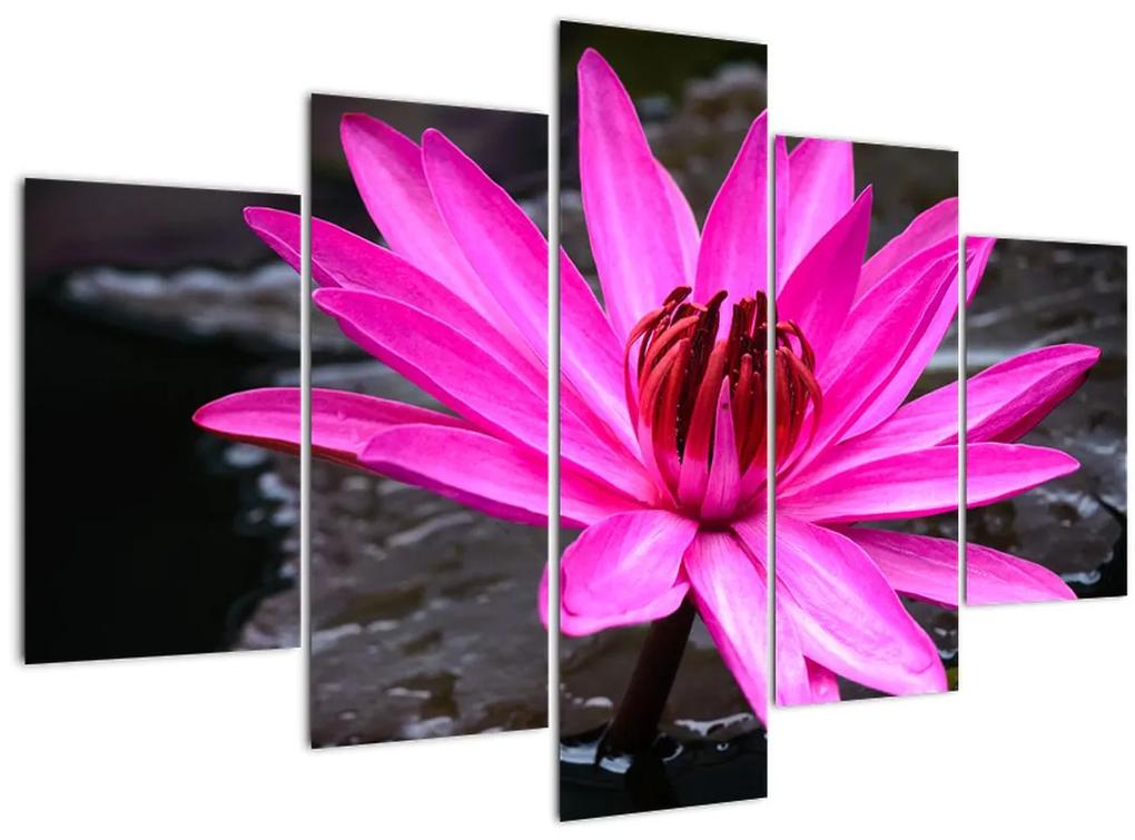 Obraz - ružový kvet (150x105 cm)
