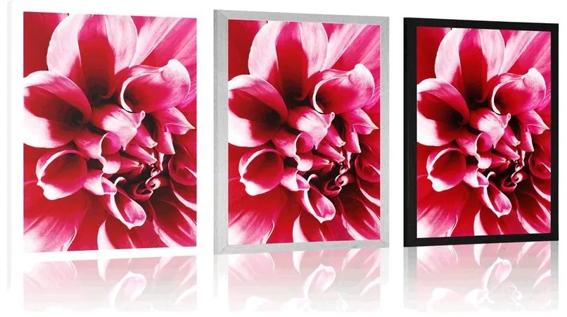 Plagát ružový kvet - 60x90 silver