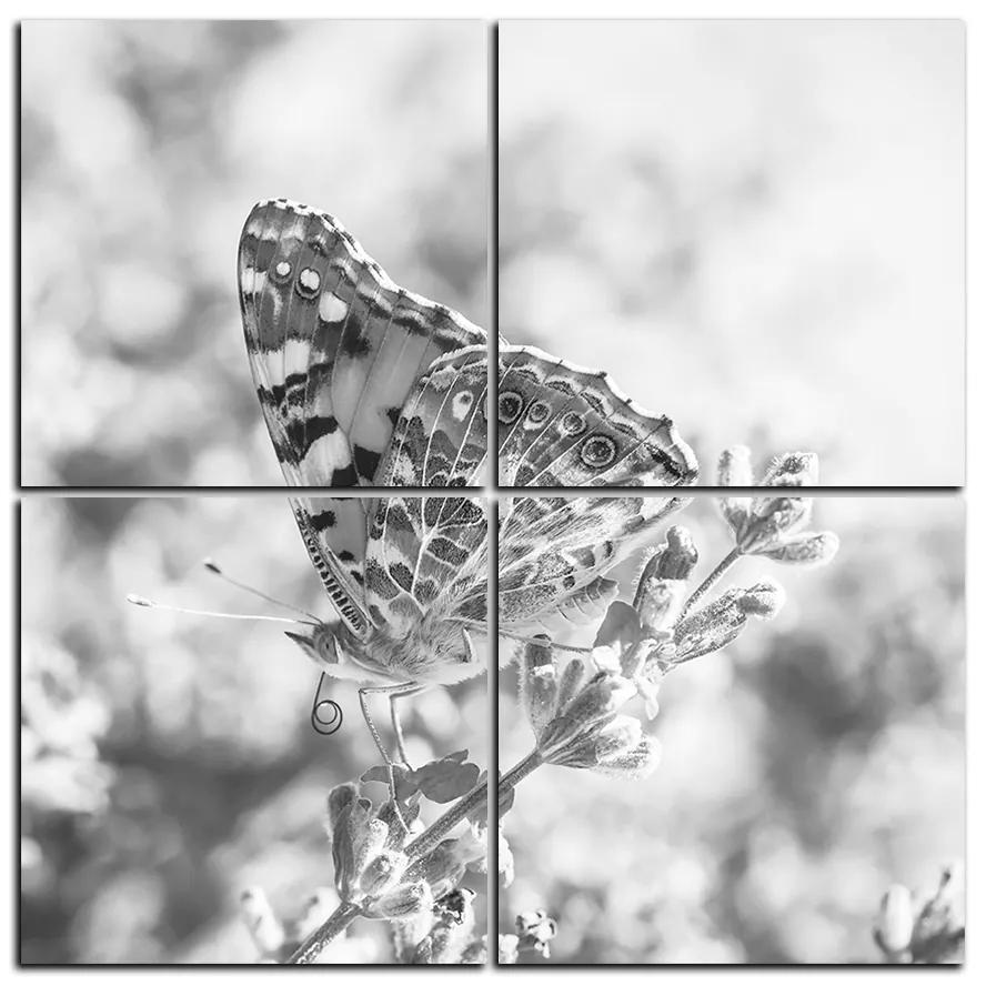 Obraz na plátne - Motýľ na levanduľe - štvorec 3221QE (100x100 cm)
