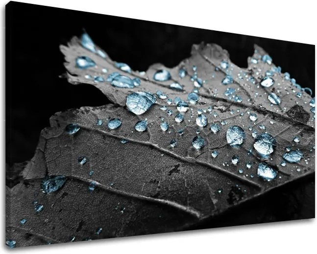 Obraz na stenu RASTLINY