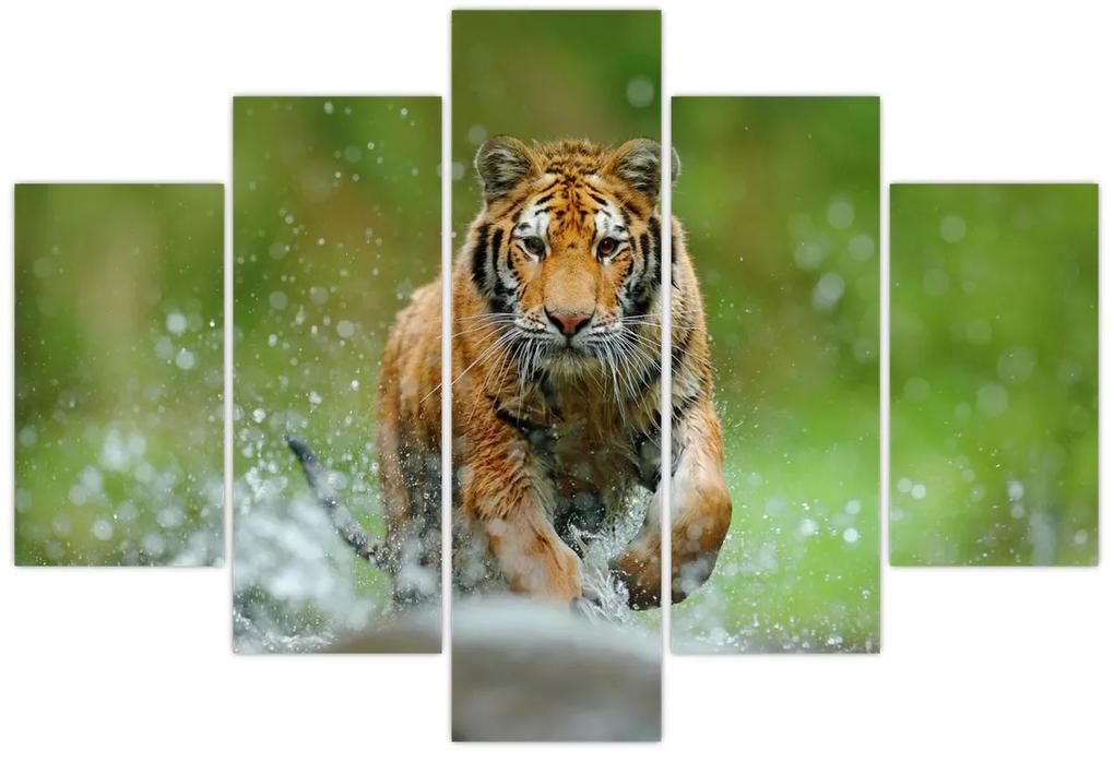 Obraz - Bežiaci tiger (150x105 cm)