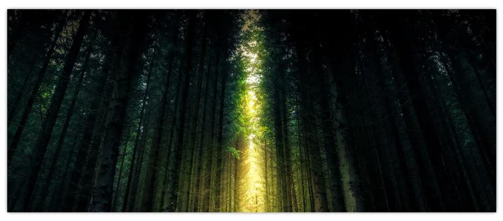 Obraz temného lesa (120x50 cm)