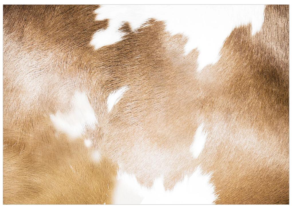 Artgeist Fototapeta - Cow Patches Veľkosť: 150x105, Verzia: Standard