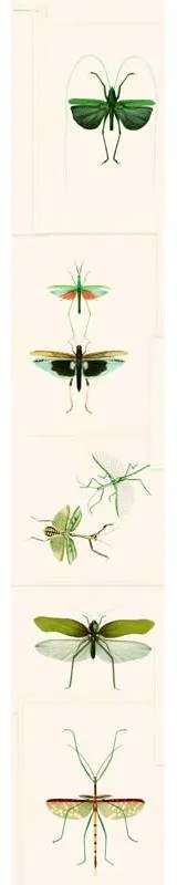 MINDTHEGAP Entomology Green - tapeta