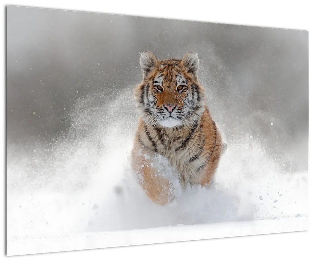 Obraz bežiaceho tigra v snehu (90x60 cm)