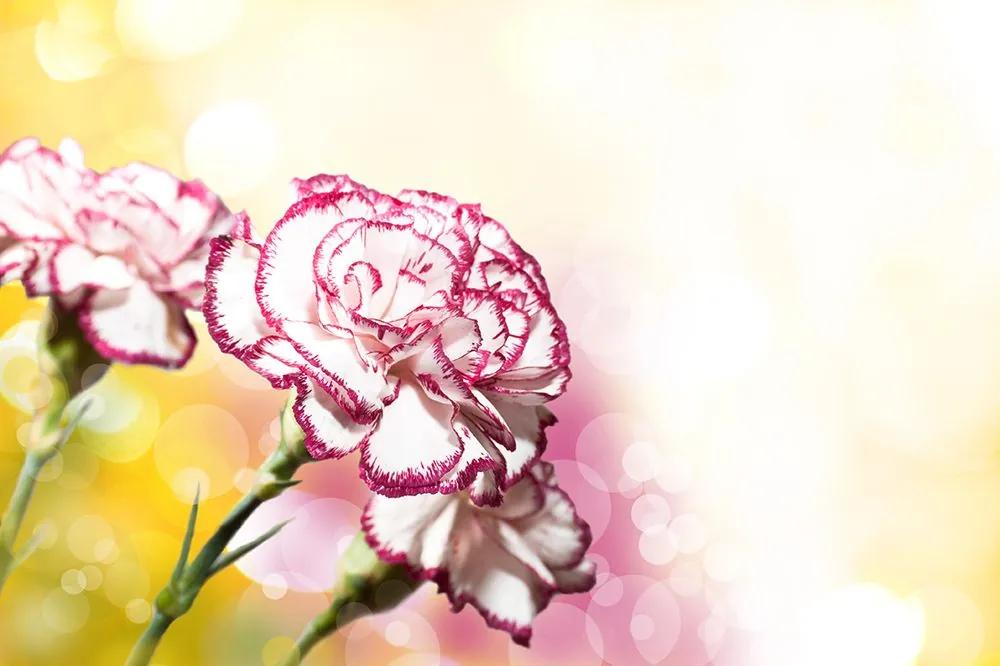 Originálna samolepiaca tapeta romantický kvet karafiátu