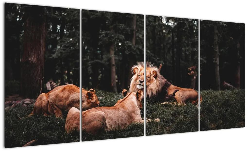 Obrazy - levy v lese