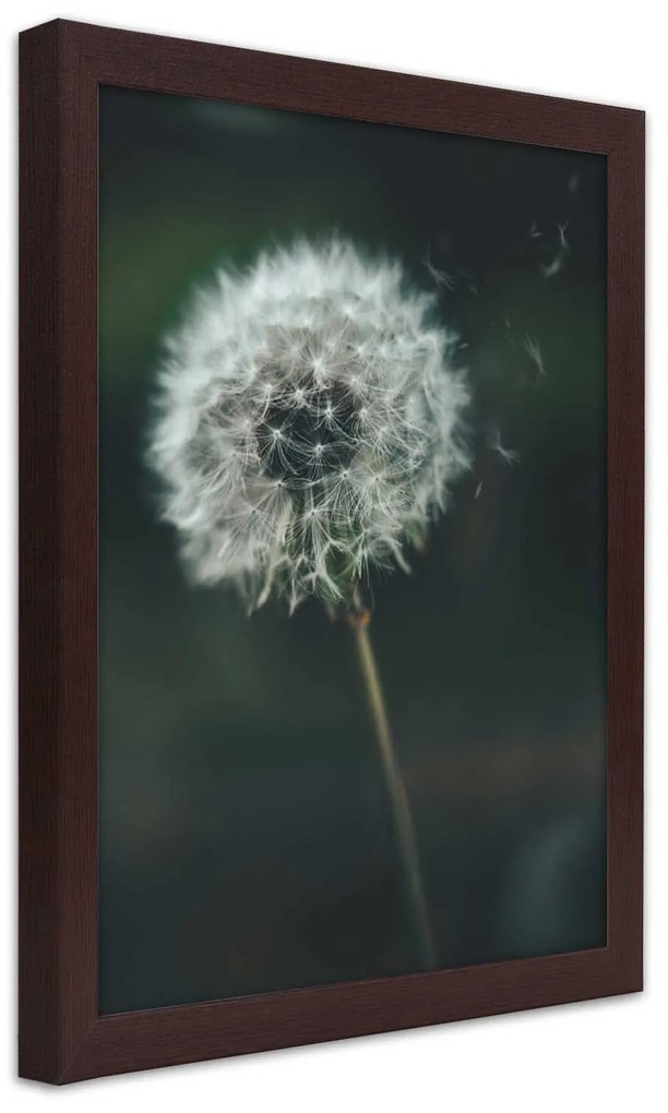 Gario Plagát Púpava vo vetre Farba rámu: Bez rámu, Rozmery: 20 x 30 cm