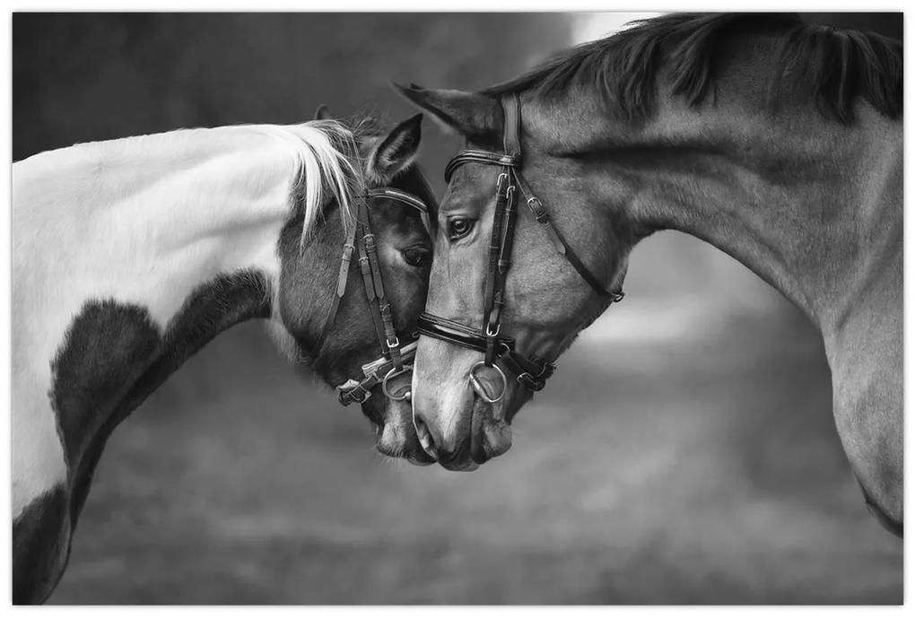 Obraz - Zamilované kone, čiernobiela (90x60 cm)