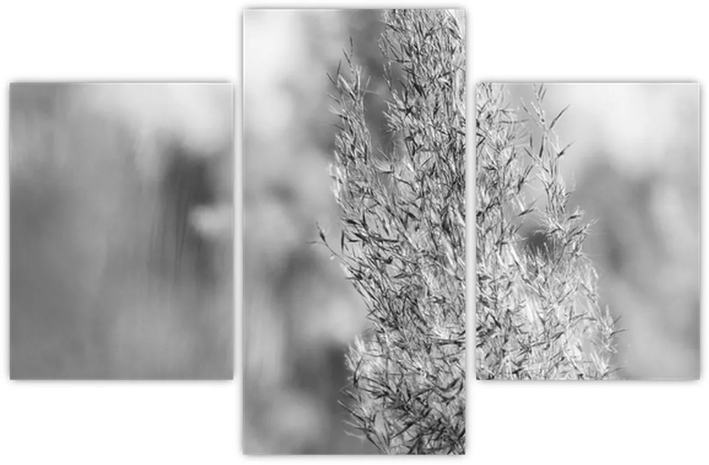 Obraz - Boho pampas grass (90x60 cm)