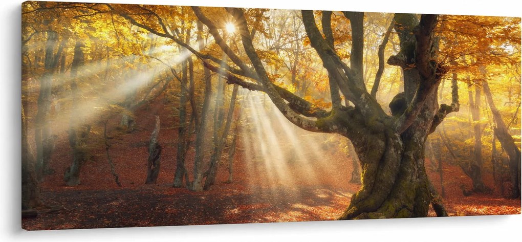 Obraz - Jesenný svit (120x50 cm)
