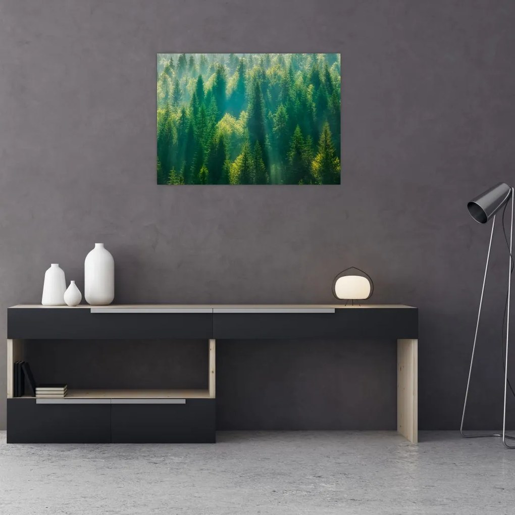 Sklenený obraz - Borovicový les (70x50 cm)