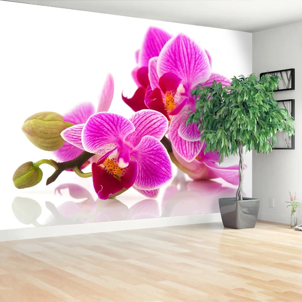 Fototapeta Vliesová Kvety orchideí 416x254 cm