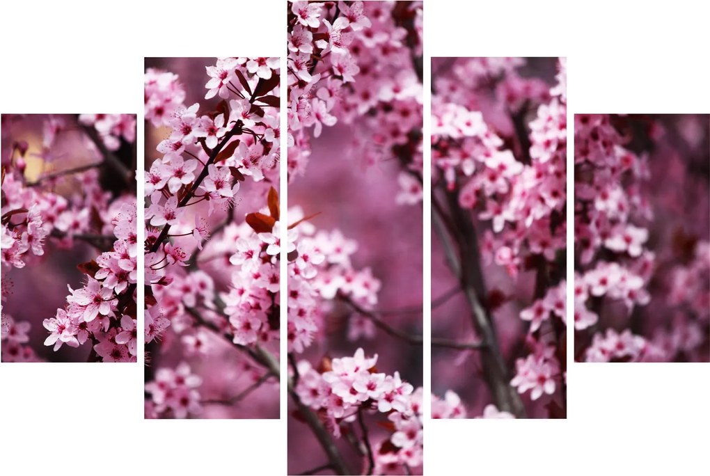 Obraz - Ružová sakura (150x105 cm)
