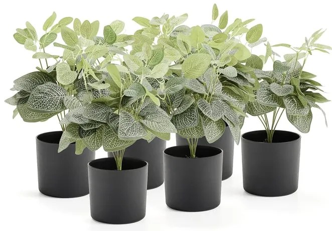 Umelá rastlina EVERGREEN, fitónia, výška 380 mm, 6 ks