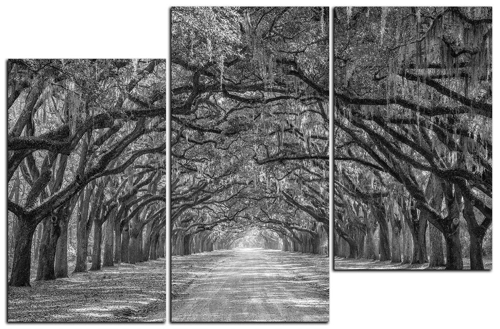 Obraz na plátne - Historické dubové stromy lemované poľnou cestou 1239QD (90x60 cm)