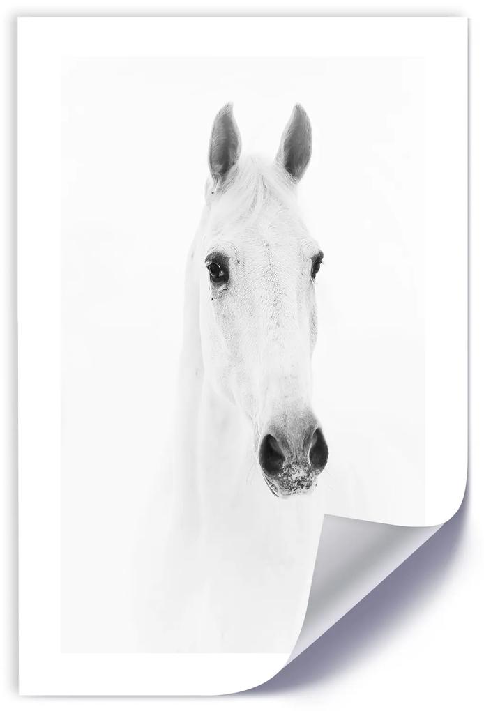 Gario Plagát Sivý kôň Farba rámu: Bez rámu, Rozmery: 20 x 30 cm