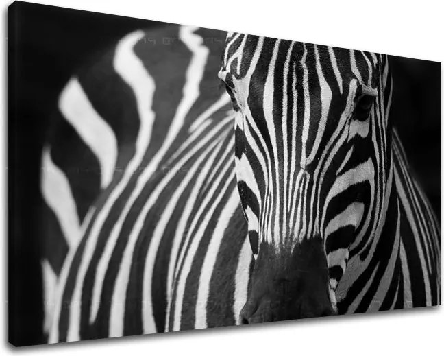 Obraz na stenu ZVIERATÁ ZV044E11